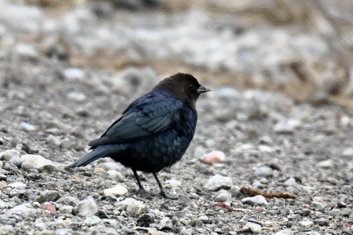 Brown-headed Cowbird - ML643508745