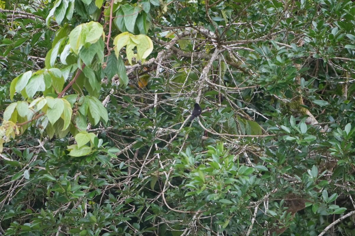Variable Seedeater - ML643508759