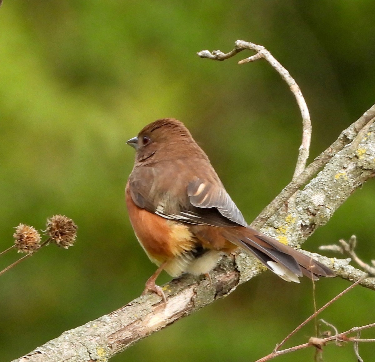 Eastern Towhee - ML643508774