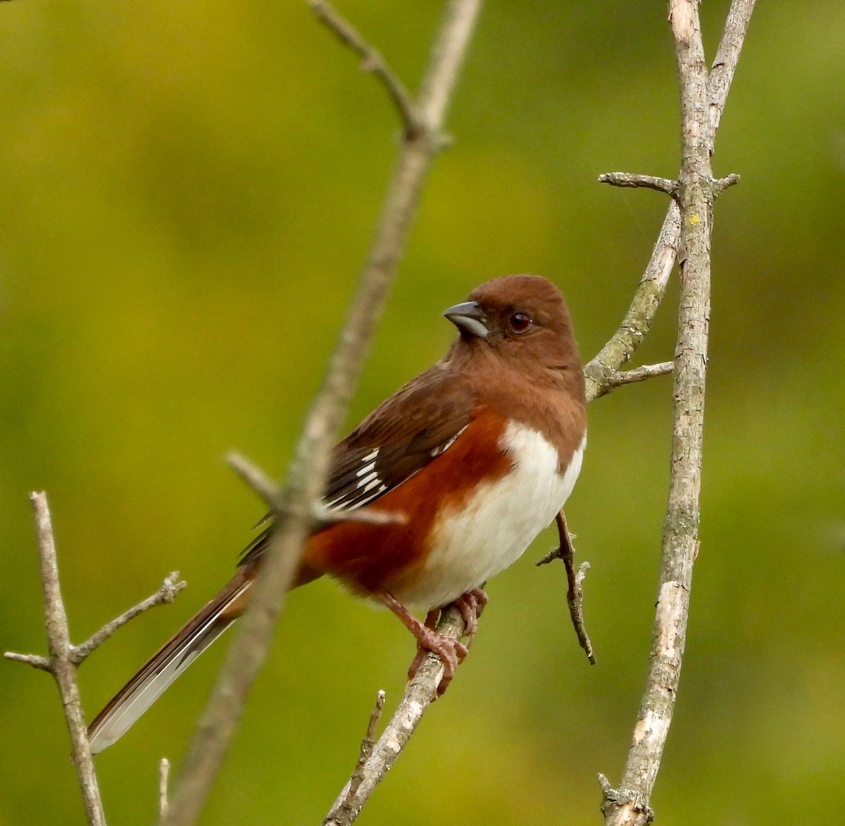 Eastern Towhee - ML643508775