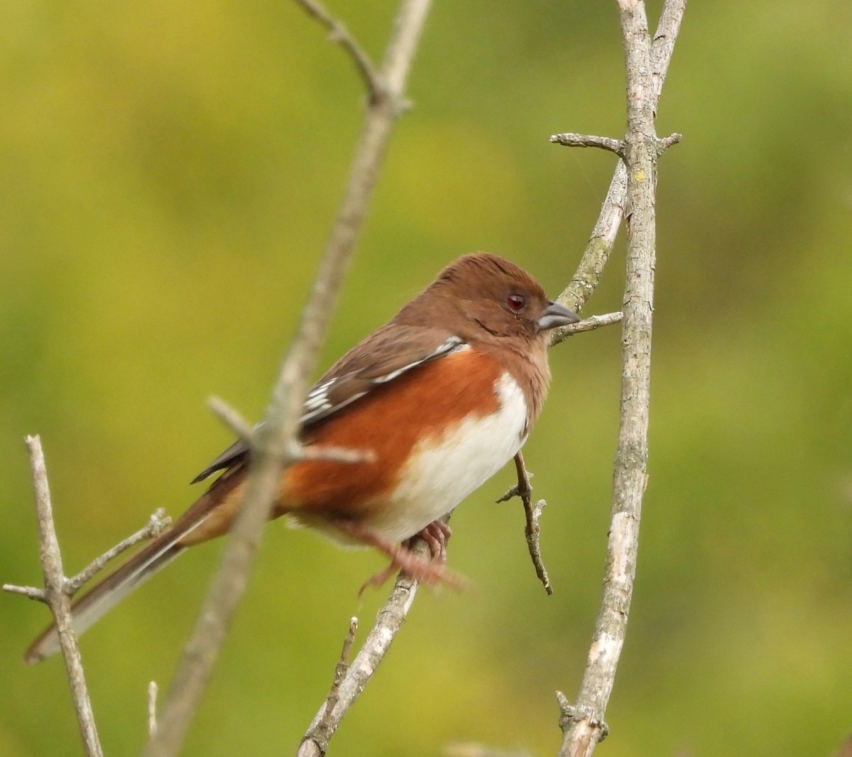 Eastern Towhee - ML643508776