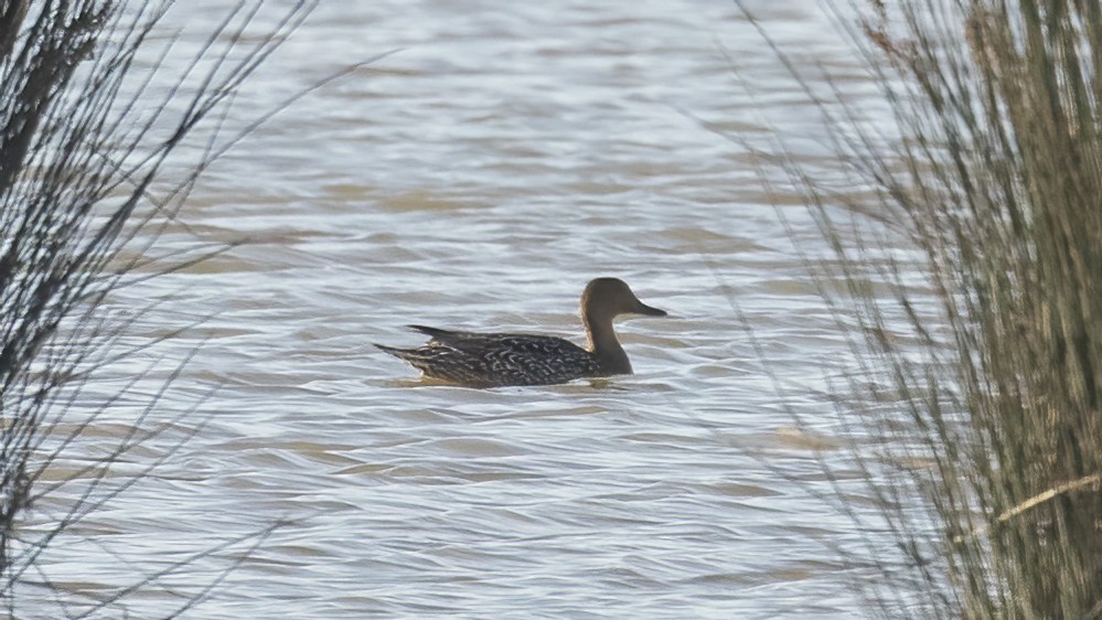 Northern Pintail - ML643508811