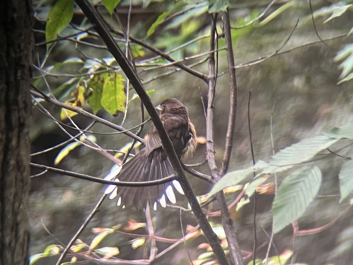 Eastern Towhee - ML643508821