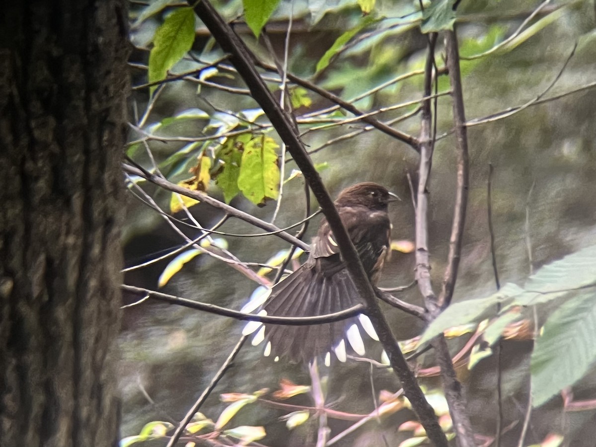 Eastern Towhee - ML643508822