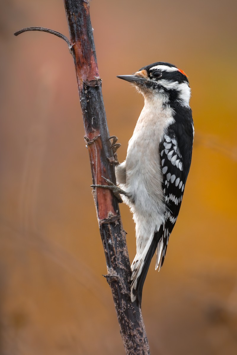 Downy Woodpecker - ML643508832