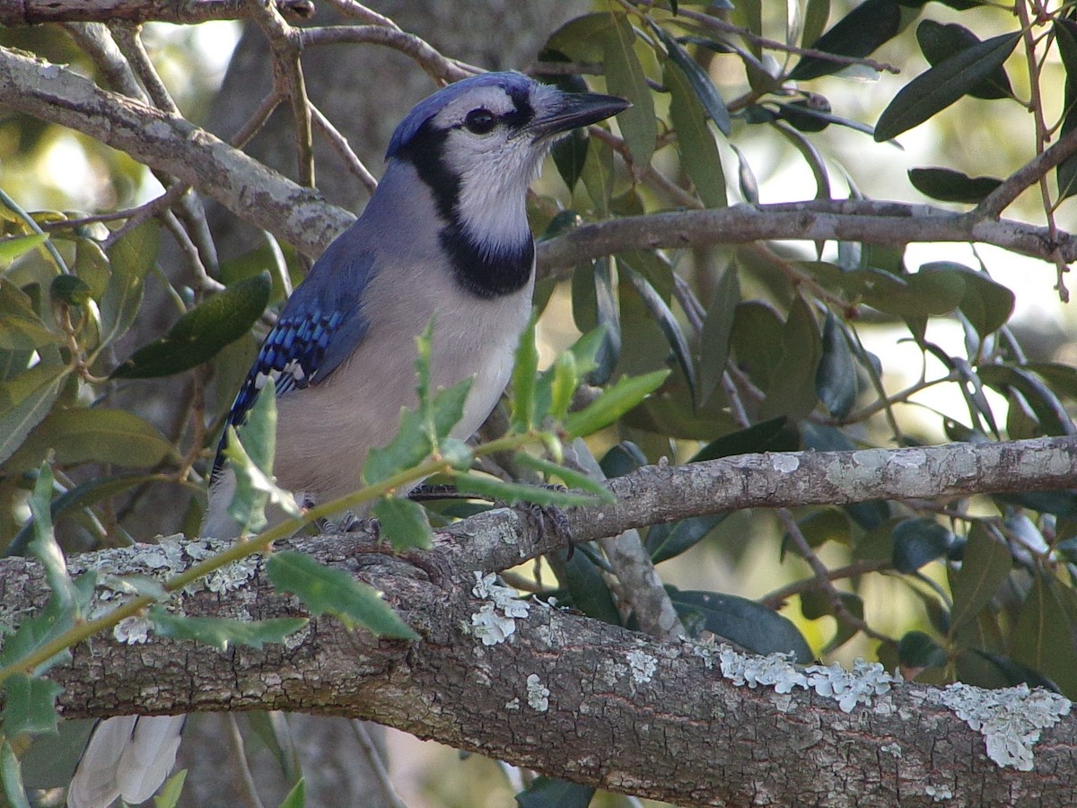 Blue Jay - ML643508848