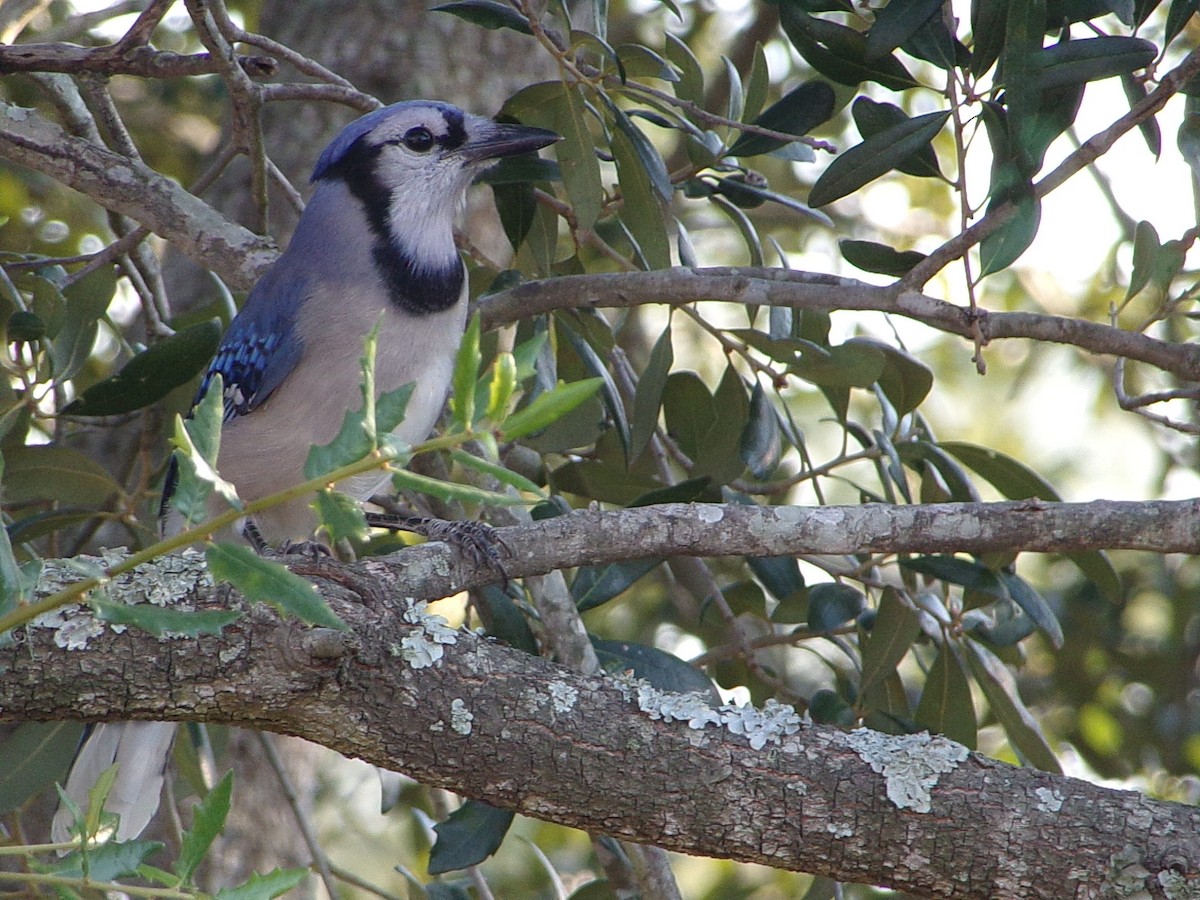 Blue Jay - ML643508849