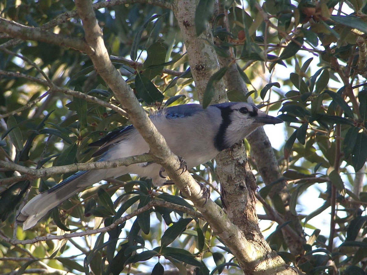 Blue Jay - ML643508850