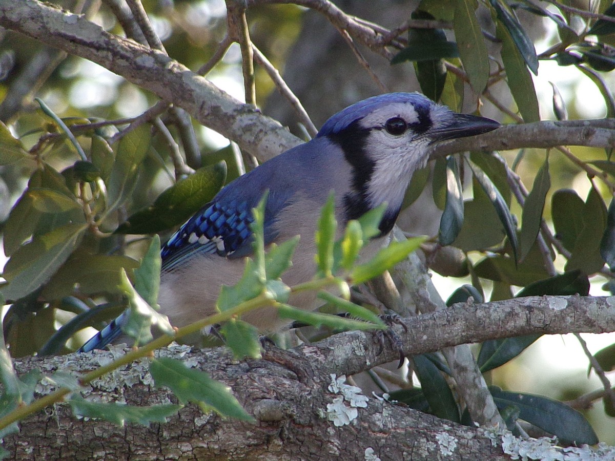 Blue Jay - ML643508852