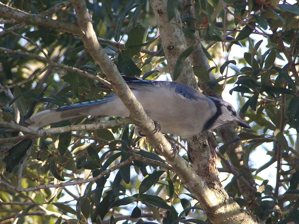 Blue Jay - ML643508853