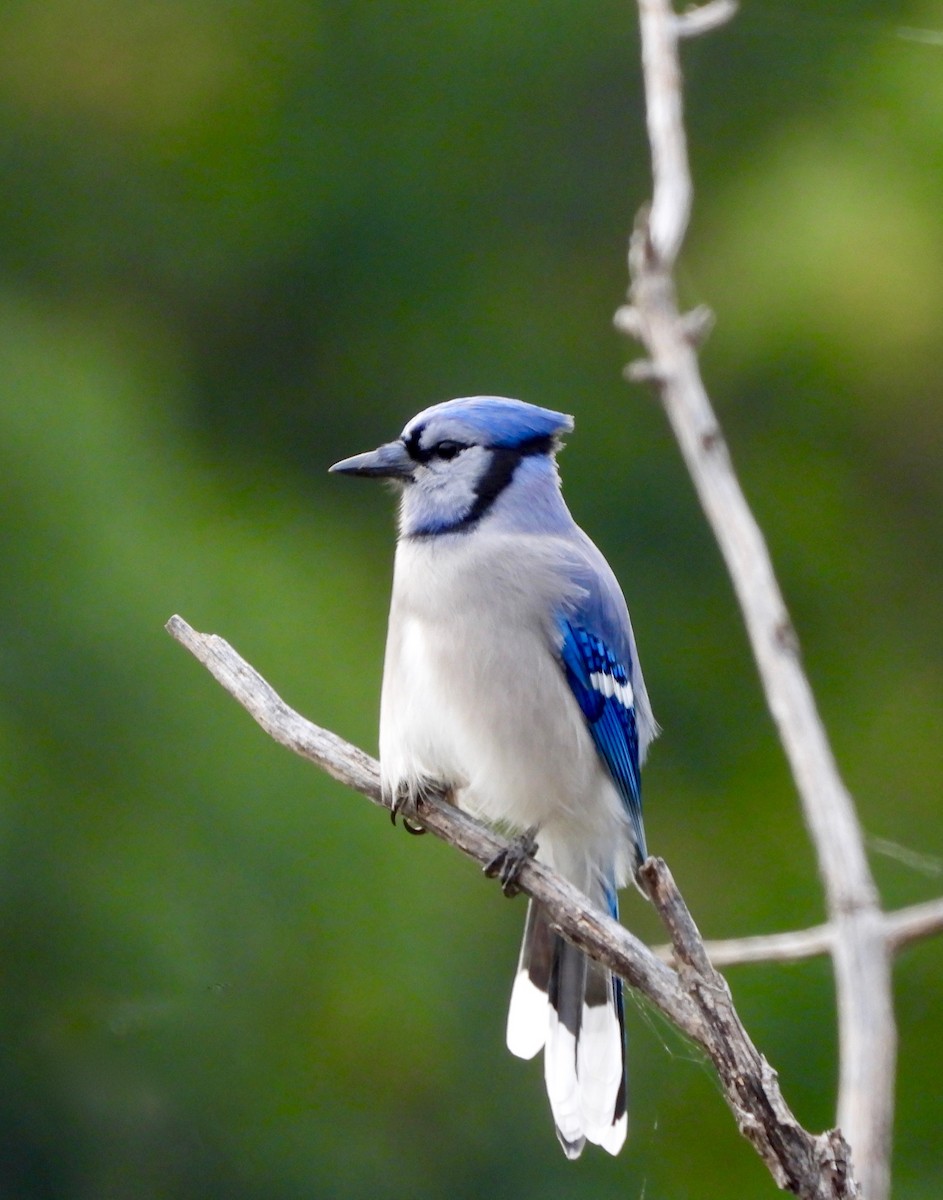 Blue Jay - ML643508859