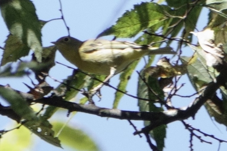 Nashville Warbler - ML643508869