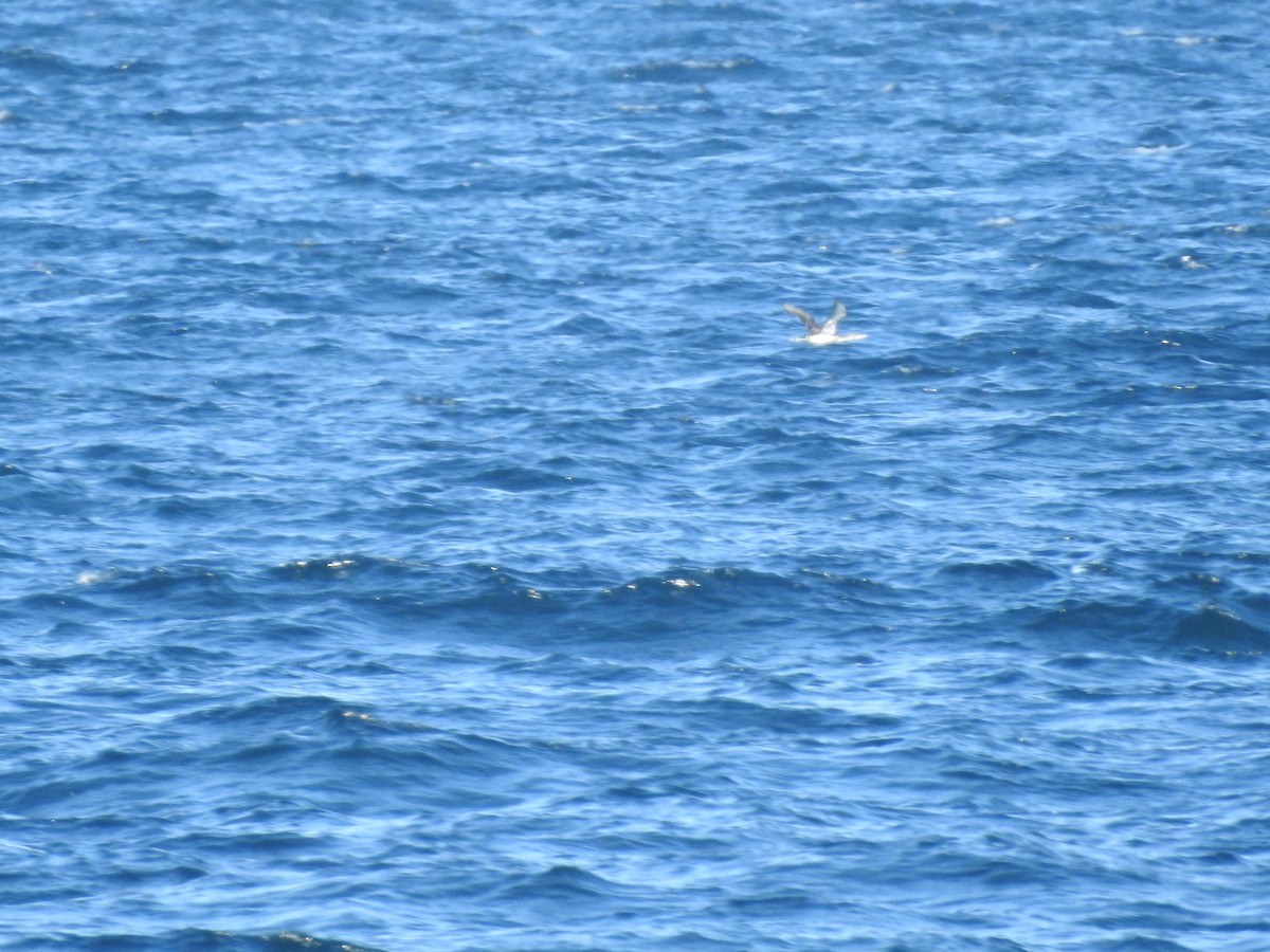 Plongeon catmarin - ML643508887