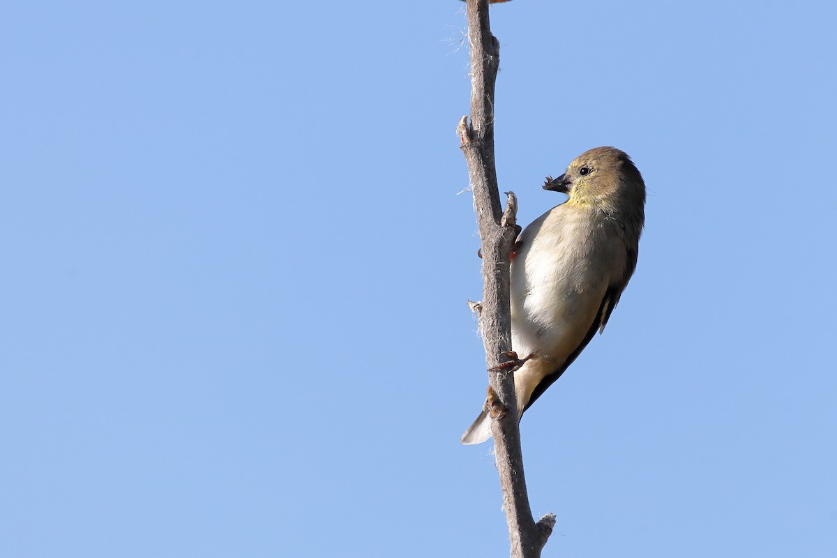 Chardonneret jaune - ML643508903