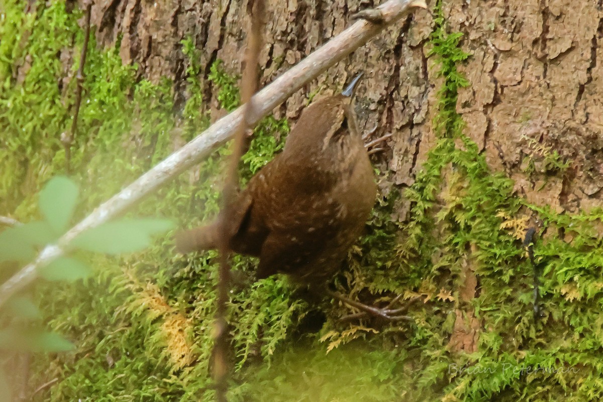 Winter Wren - ML643508916
