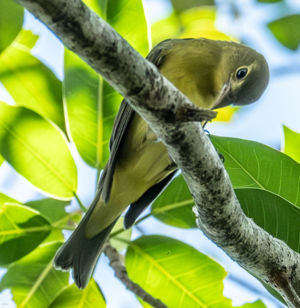 Scarlet Tanager - ML643508927