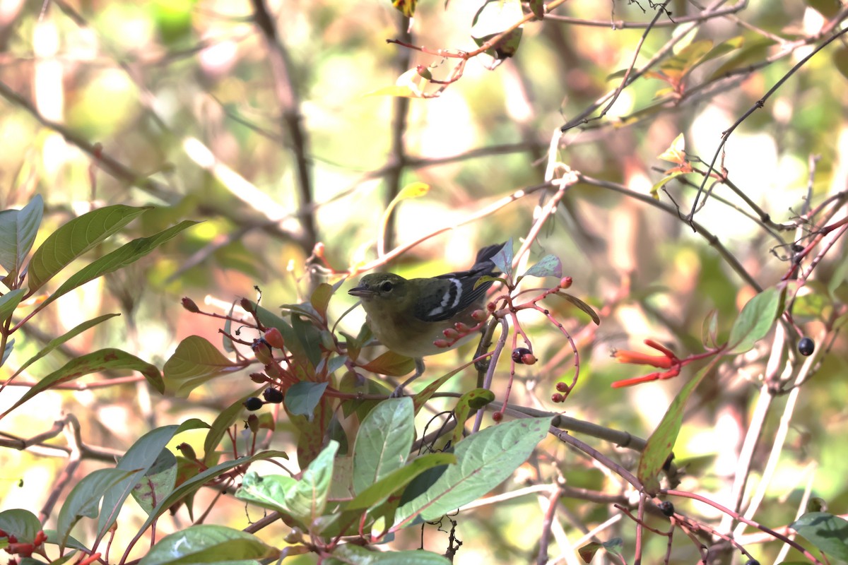 Bay-breasted Warbler - ML643508932