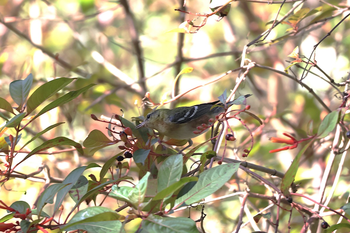 Bay-breasted Warbler - ML643508935