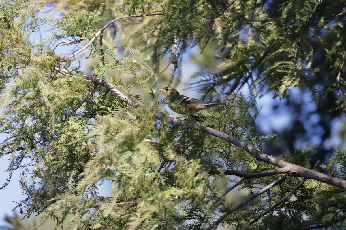 Bay-breasted Warbler - ML643508938