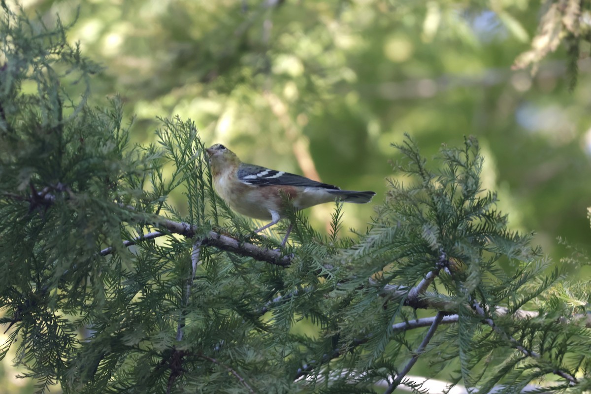 Bay-breasted Warbler - ML643508939