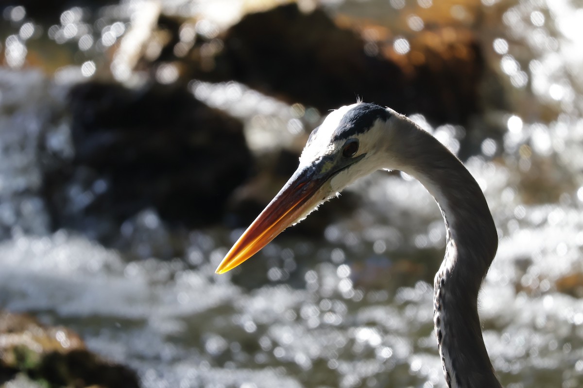 Great Blue Heron - ML643508942