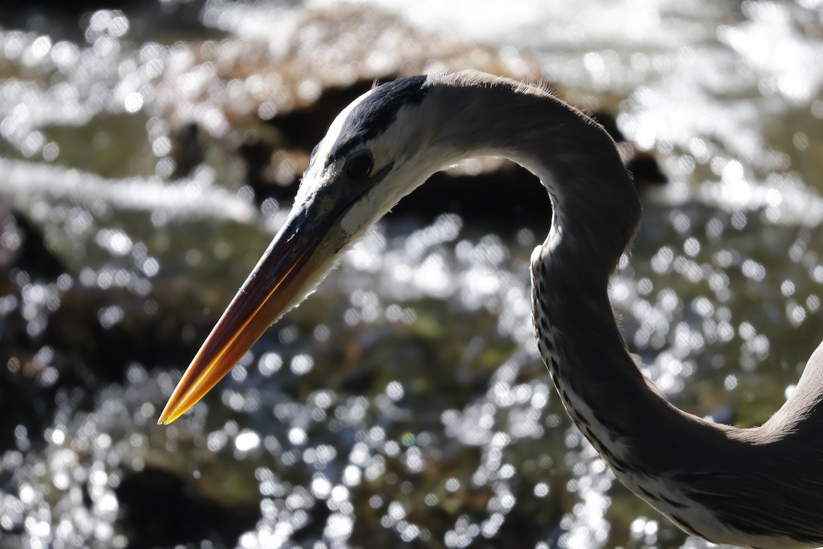 Great Blue Heron - ML643508943