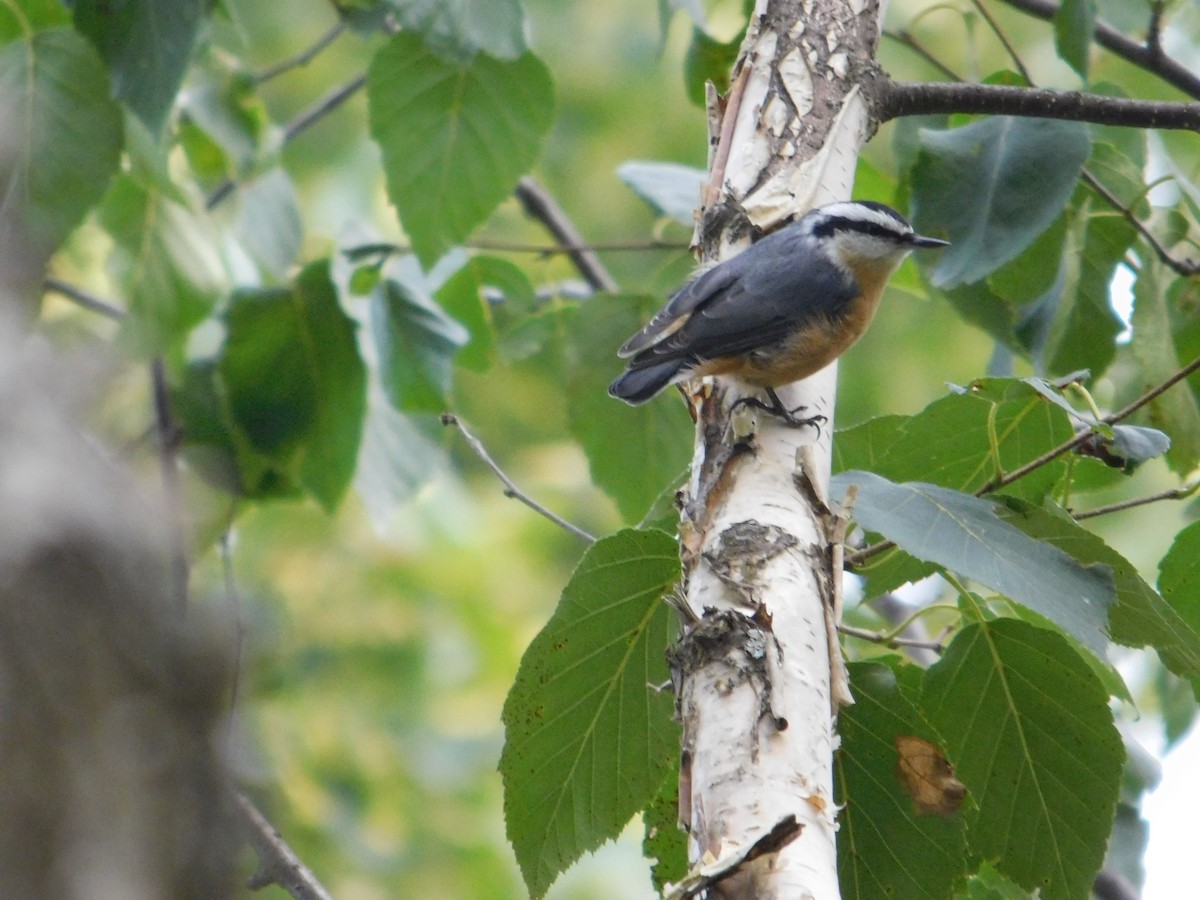 Red-breasted Nuthatch - ML643508963