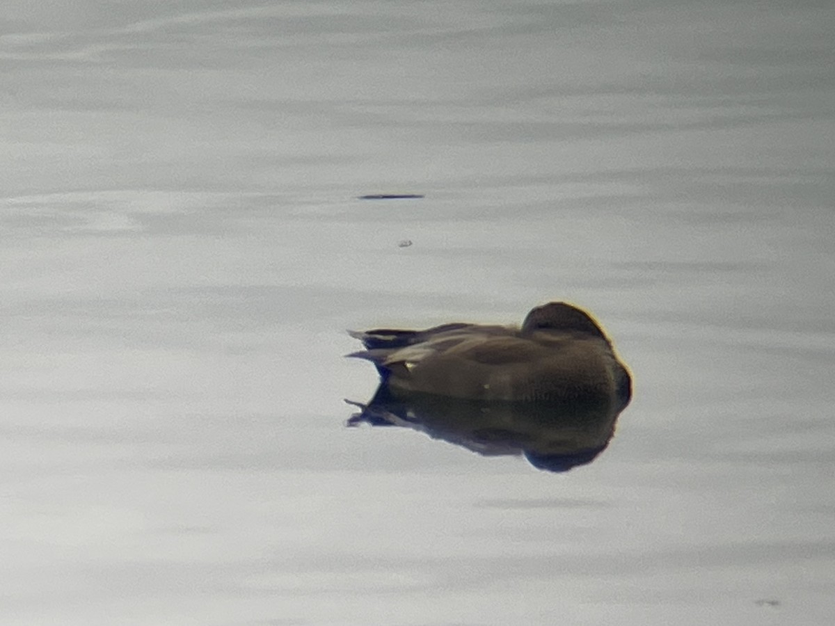 Gadwall - ML643508987