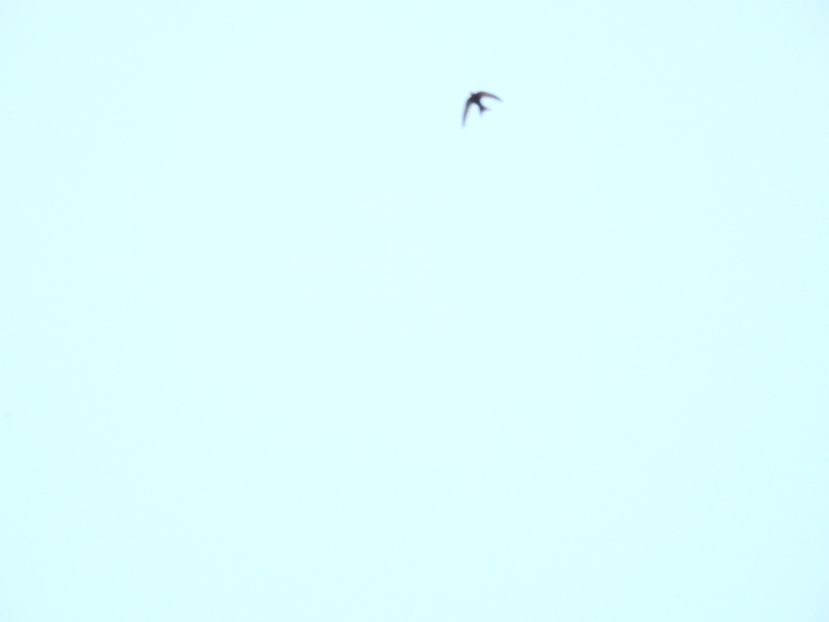 Common Swift - ML643508991