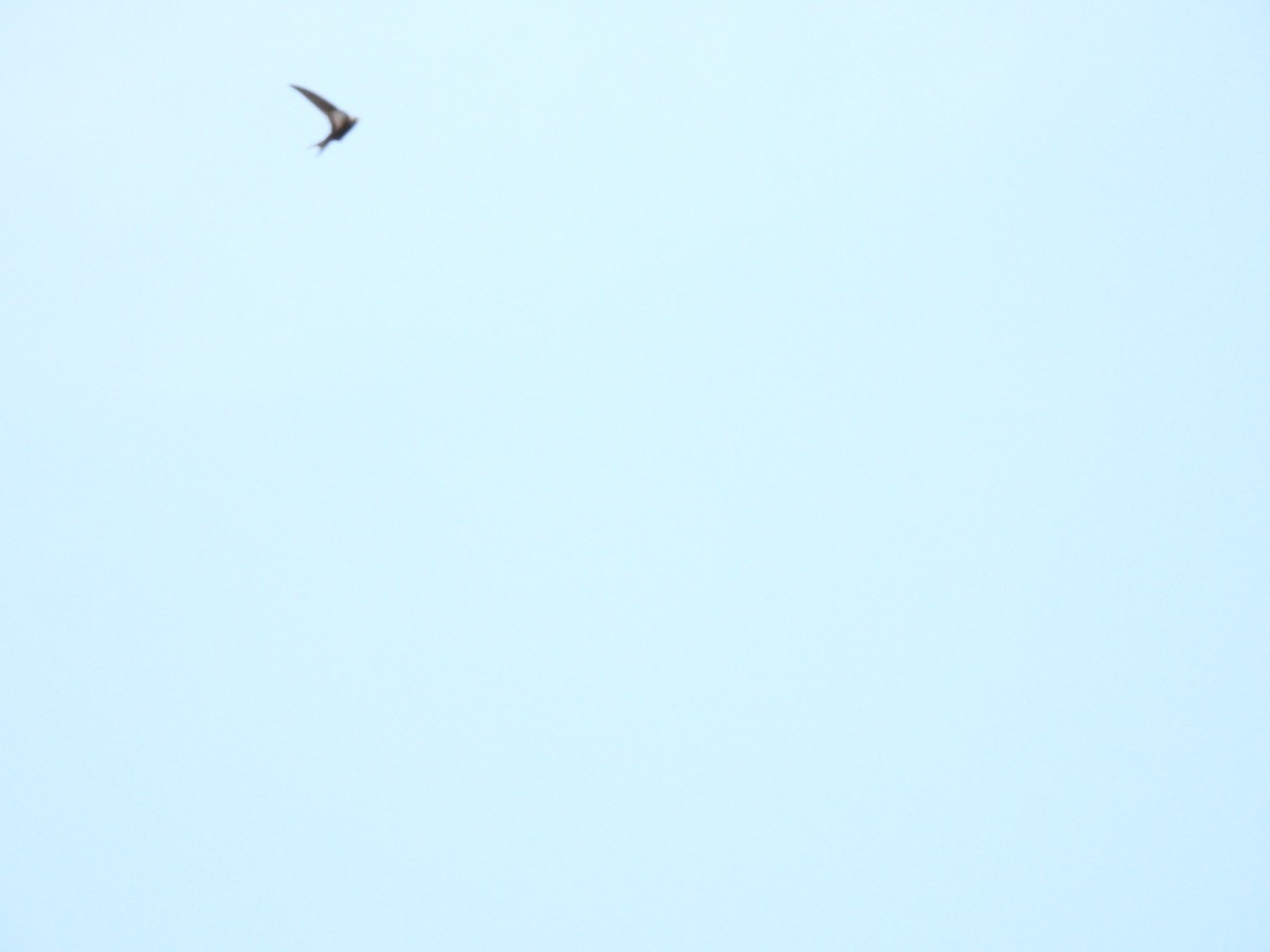 Common Swift - ML643508992