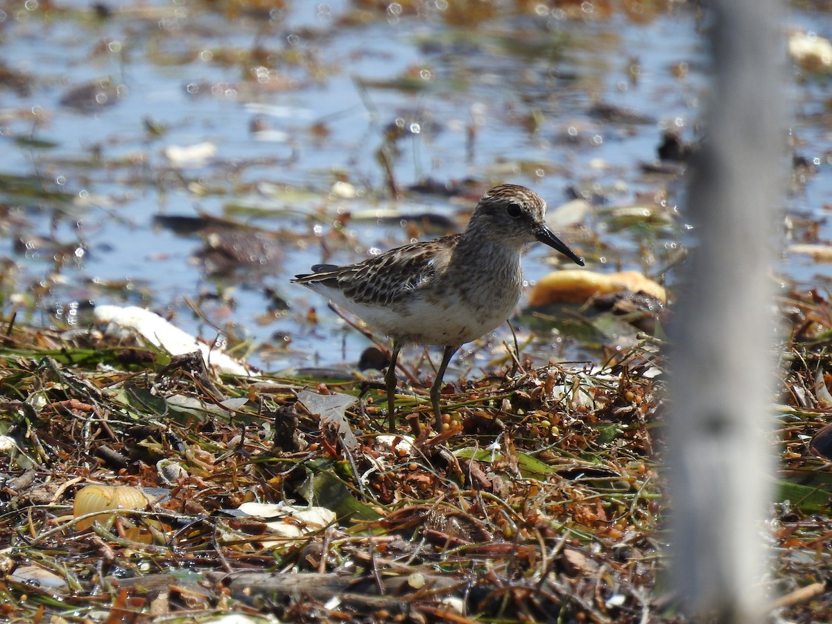 pygmésnipe - ML643508994