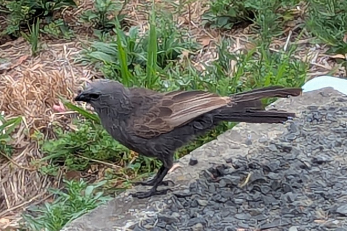 ハイイロツチスドリ - ML643509008