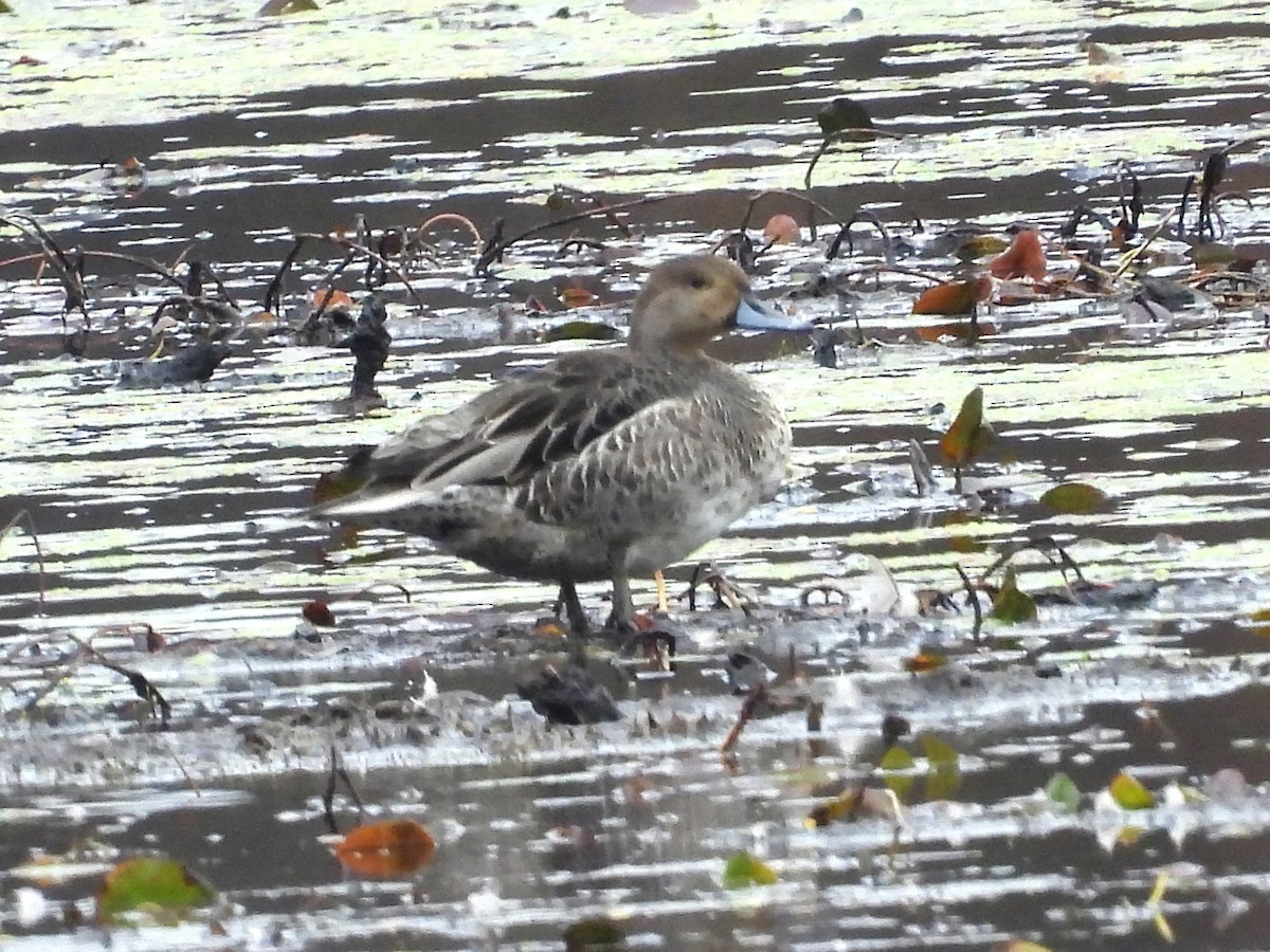 Northern Pintail - ML643509027