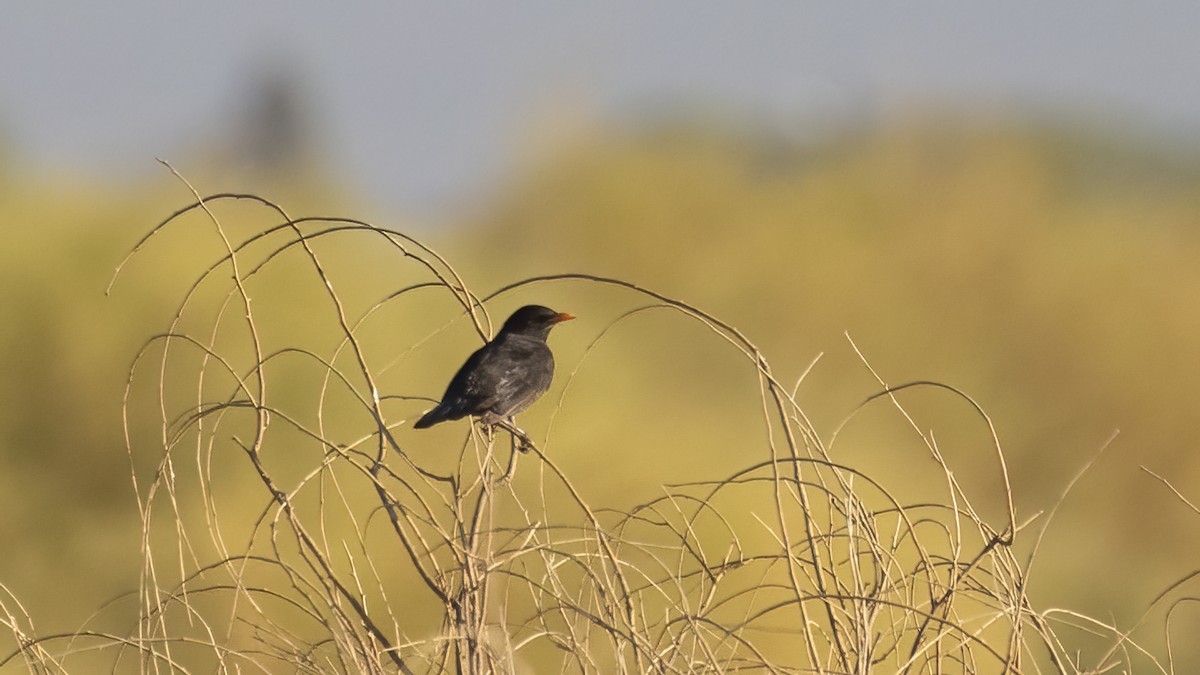 Spotless Starling - ML643509035