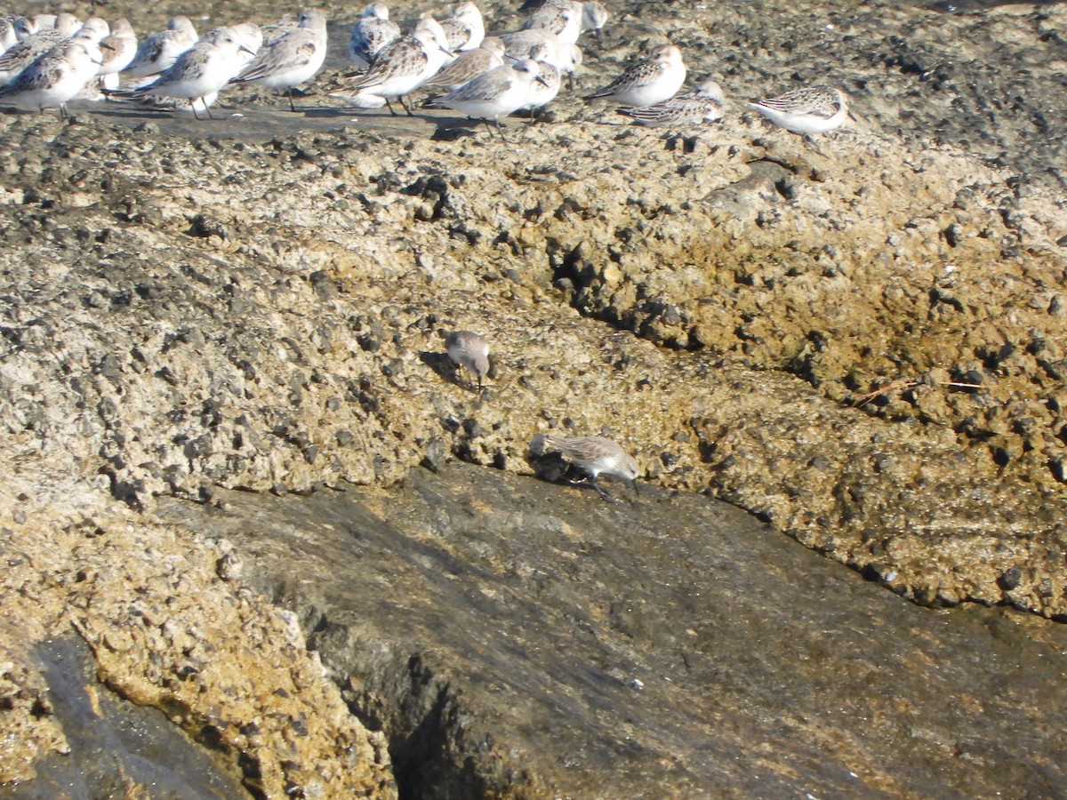 beringsnipe - ML643509037