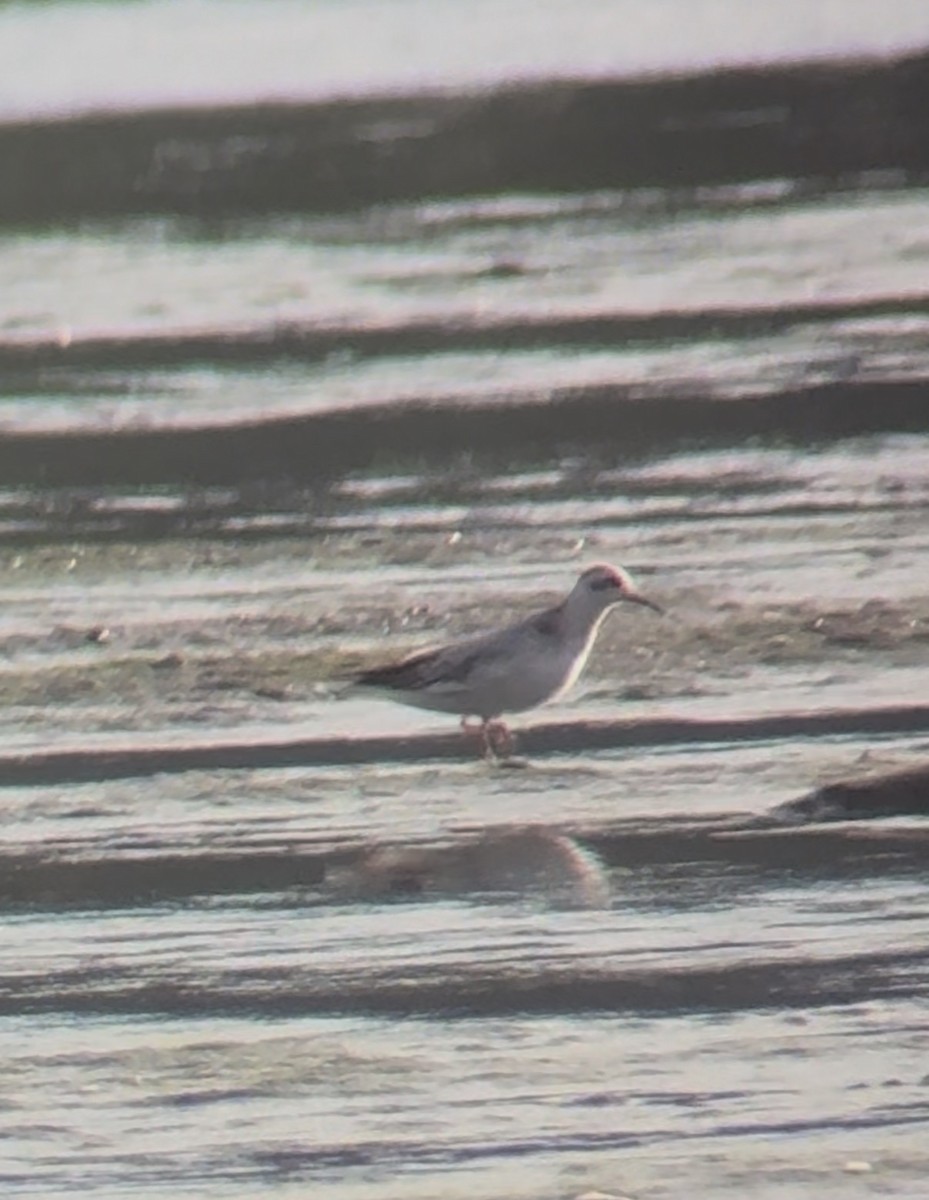 Red Phalarope - ML643509047