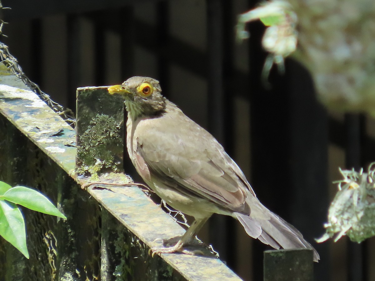 Spectacled Thrush - ML643509062
