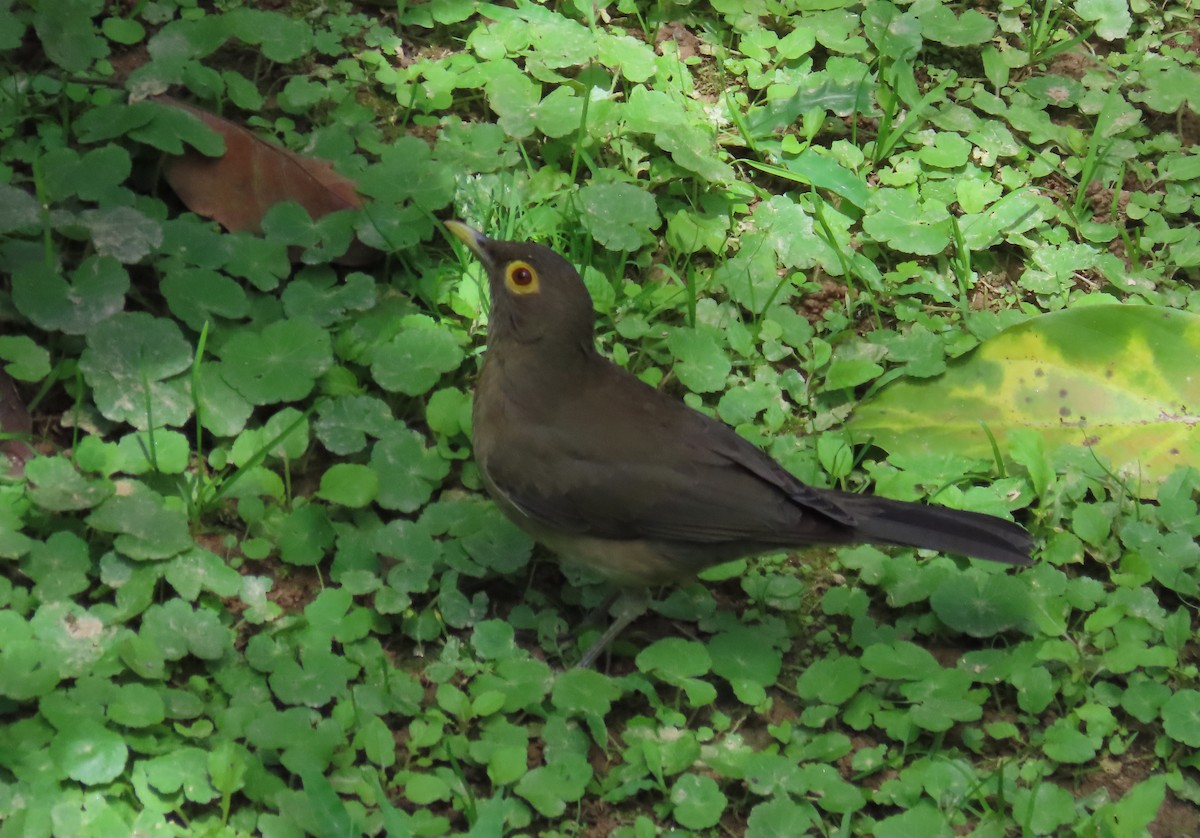 Spectacled Thrush - ML643509074