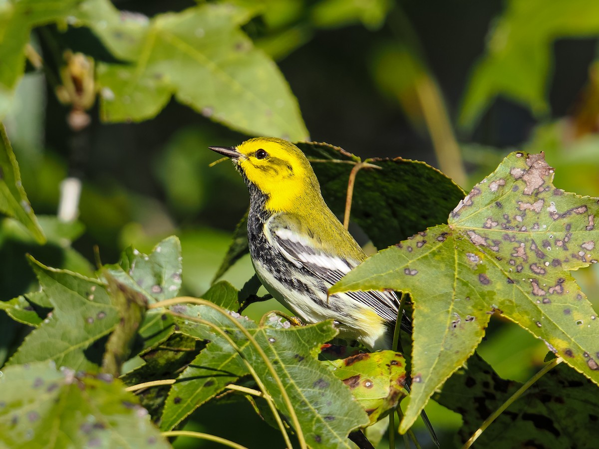 Grünmantel-Waldsänger - ML643509080