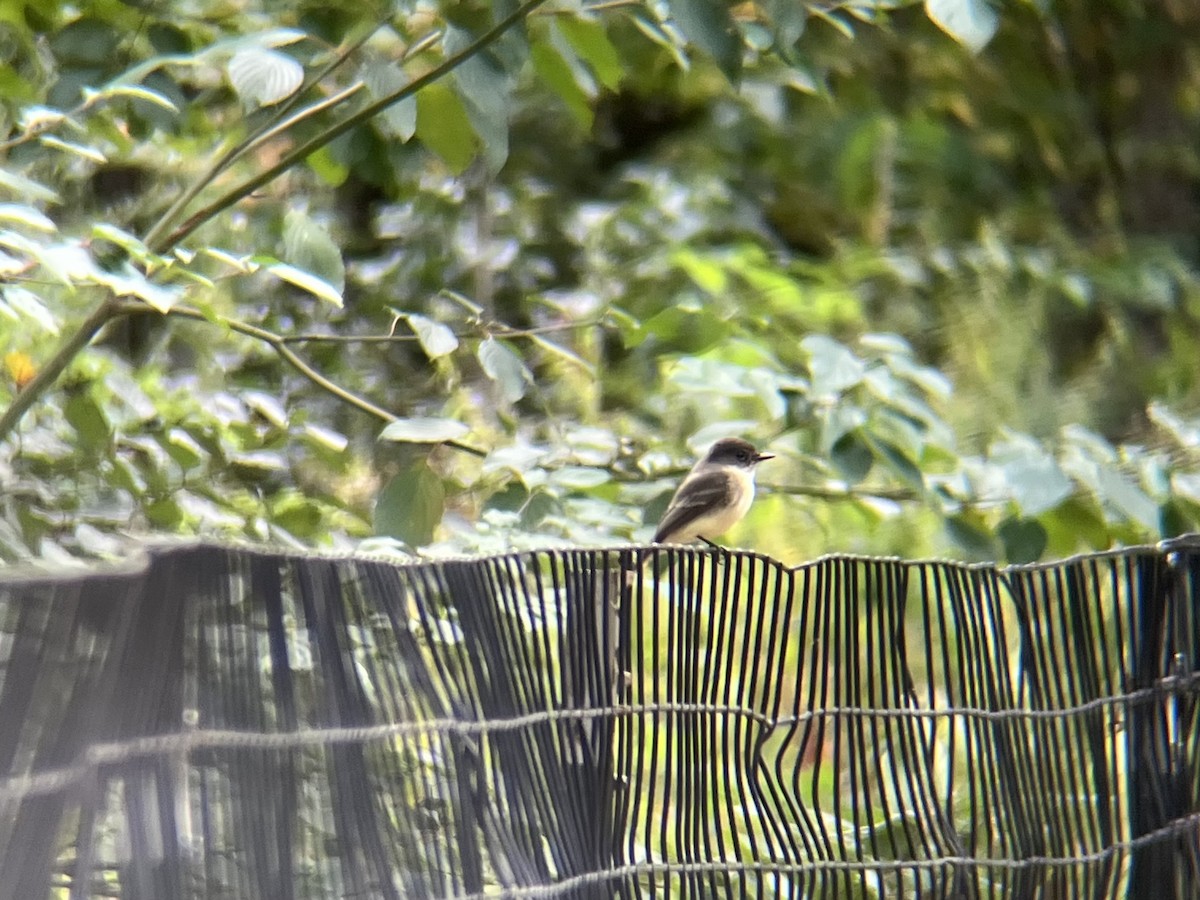 Eastern Phoebe - ML643509081