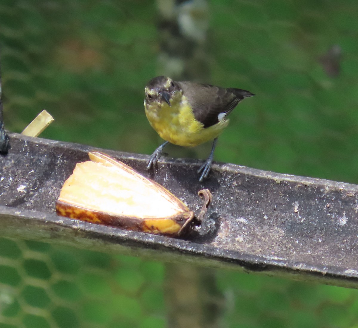Bananaquit - ML643509096