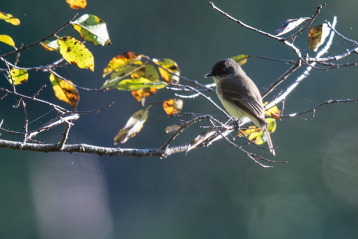 Eastern Phoebe - ML643509098