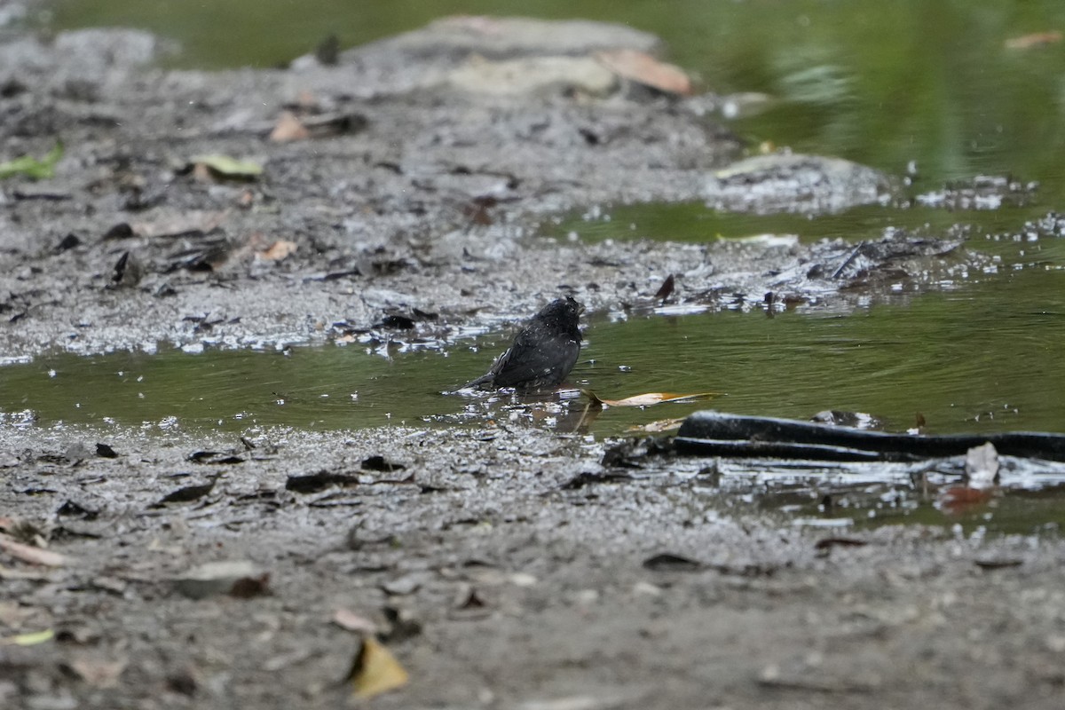 Variable Seedeater - ML643509099