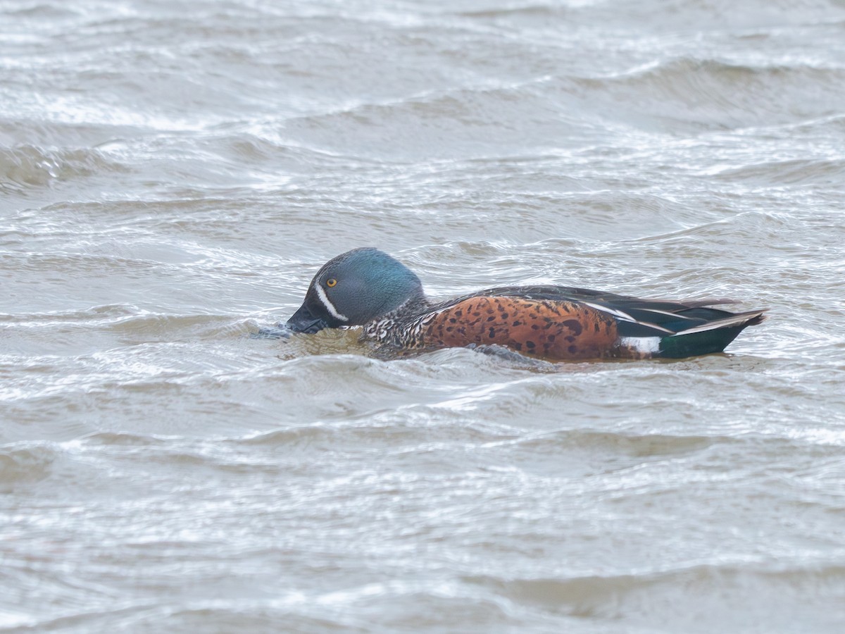 Australasian Shoveler - ML643509109