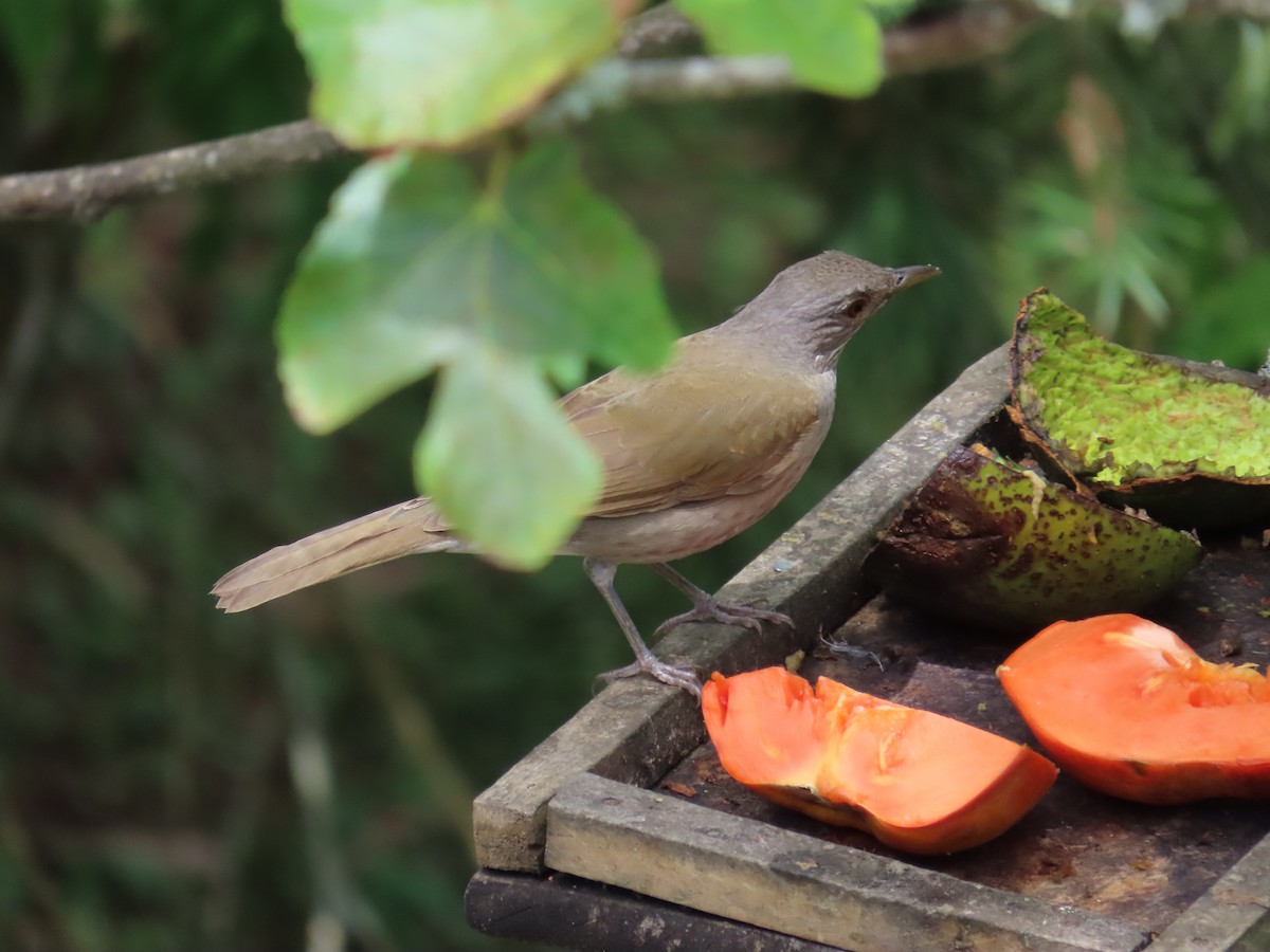 Pale-breasted Thrush - ML643509126