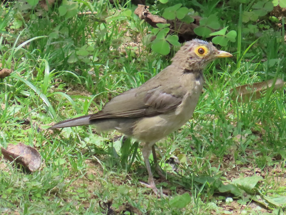 Spectacled Thrush - ML643509140