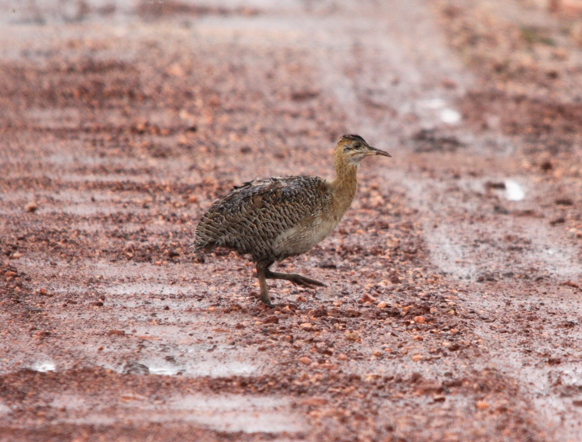 Red-winged Tinamou - ML643509151