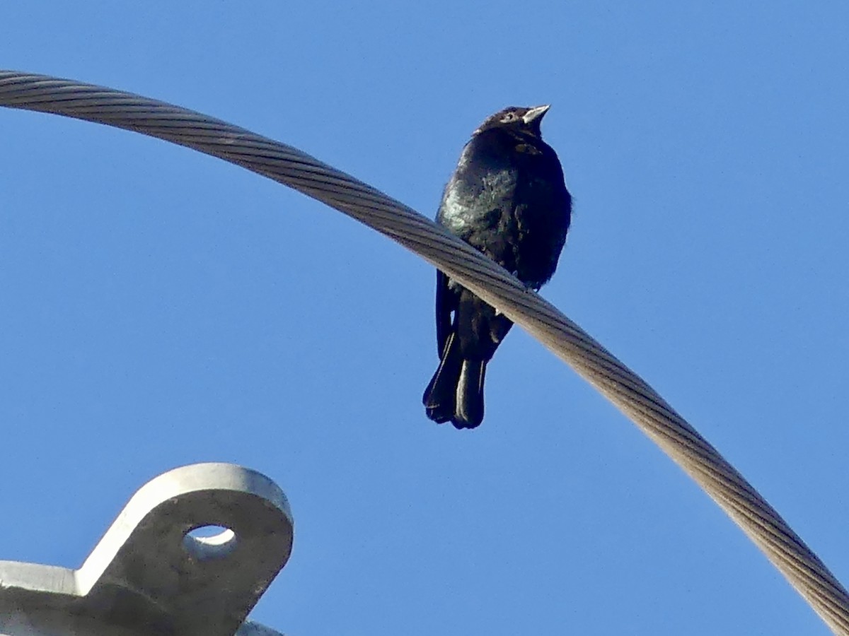 Brown-headed Cowbird - ML643509164