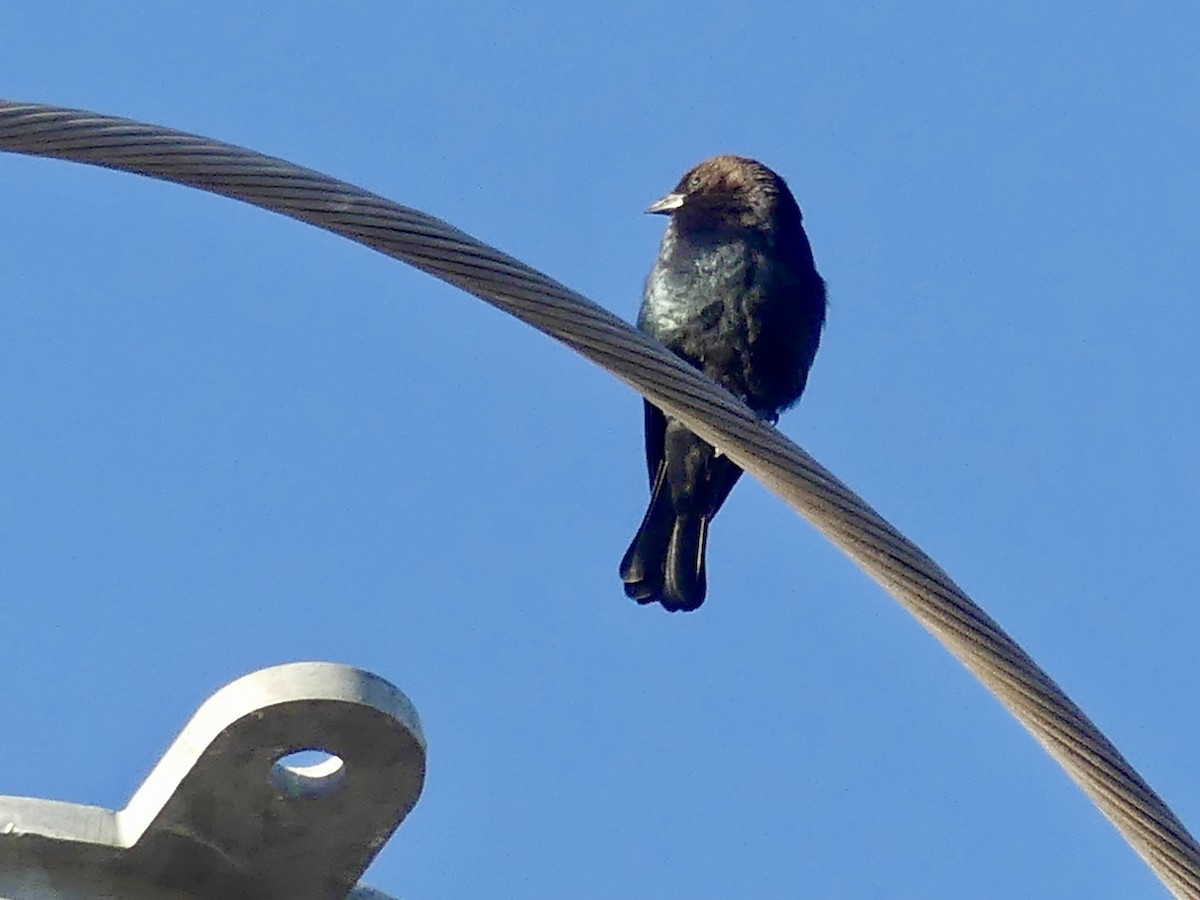 Brown-headed Cowbird - ML643509165