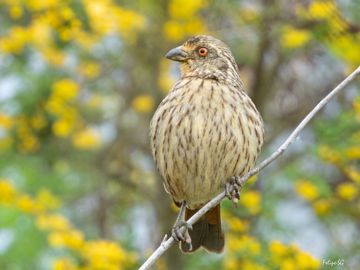 Rufous-tailed Plantcutter - ML643509168